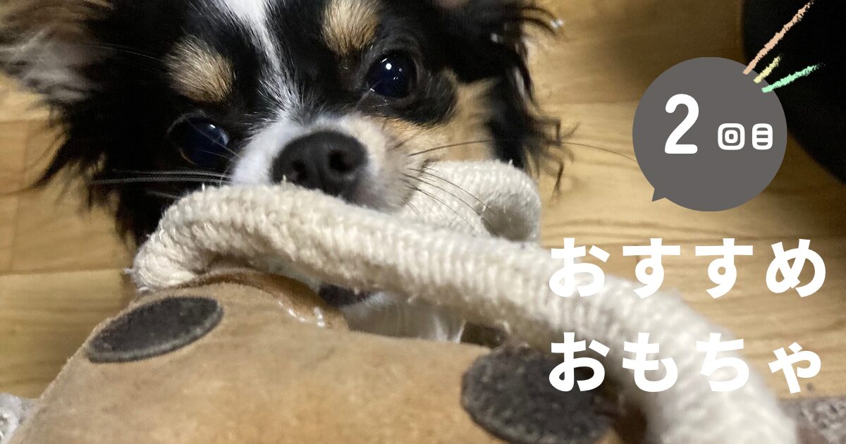 おもちゃで遊ぶパピチワ犬のおはぎ