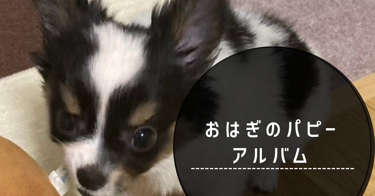 犬のパピーアルバム