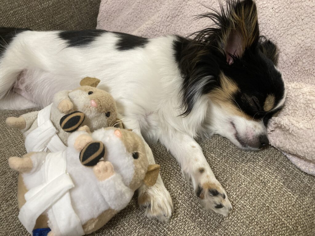 ぬいぐるみと休むパピチワ犬のおはぎ