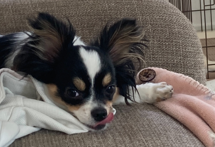 見つめるパピチワ犬のおはぎ