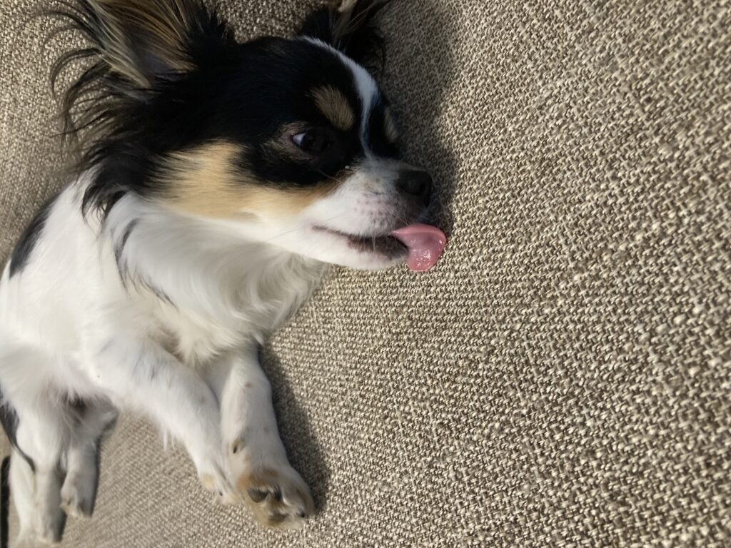 寝てるのかなパピチワ犬のおはぎ