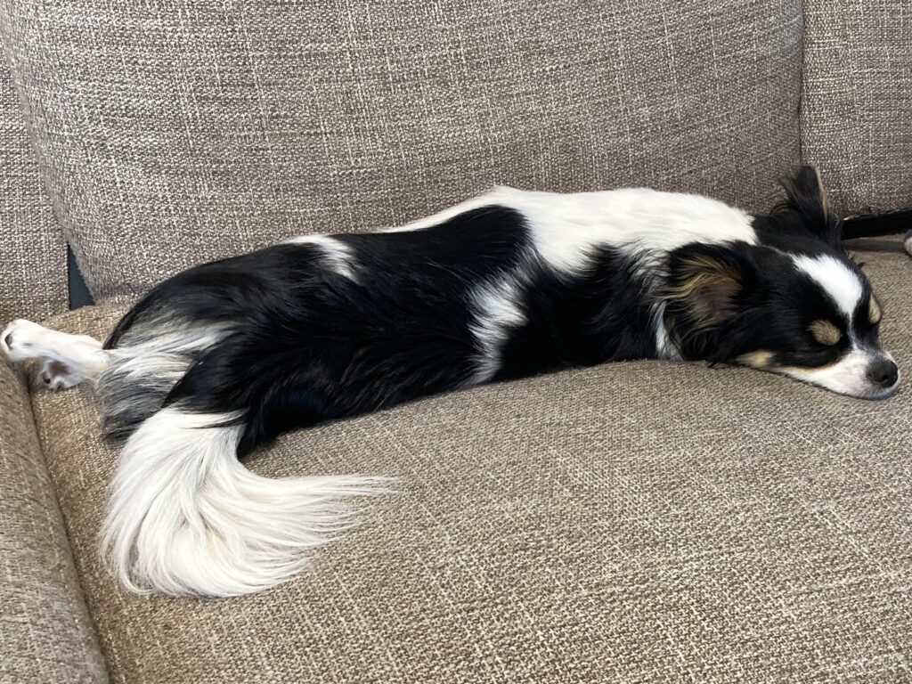 伸びるパピチワ犬のおはぎ