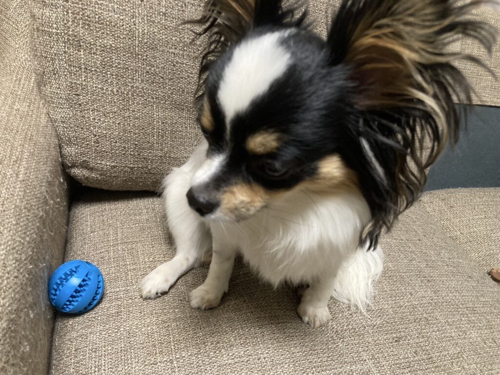 座るパピチワ犬のおはぎ
