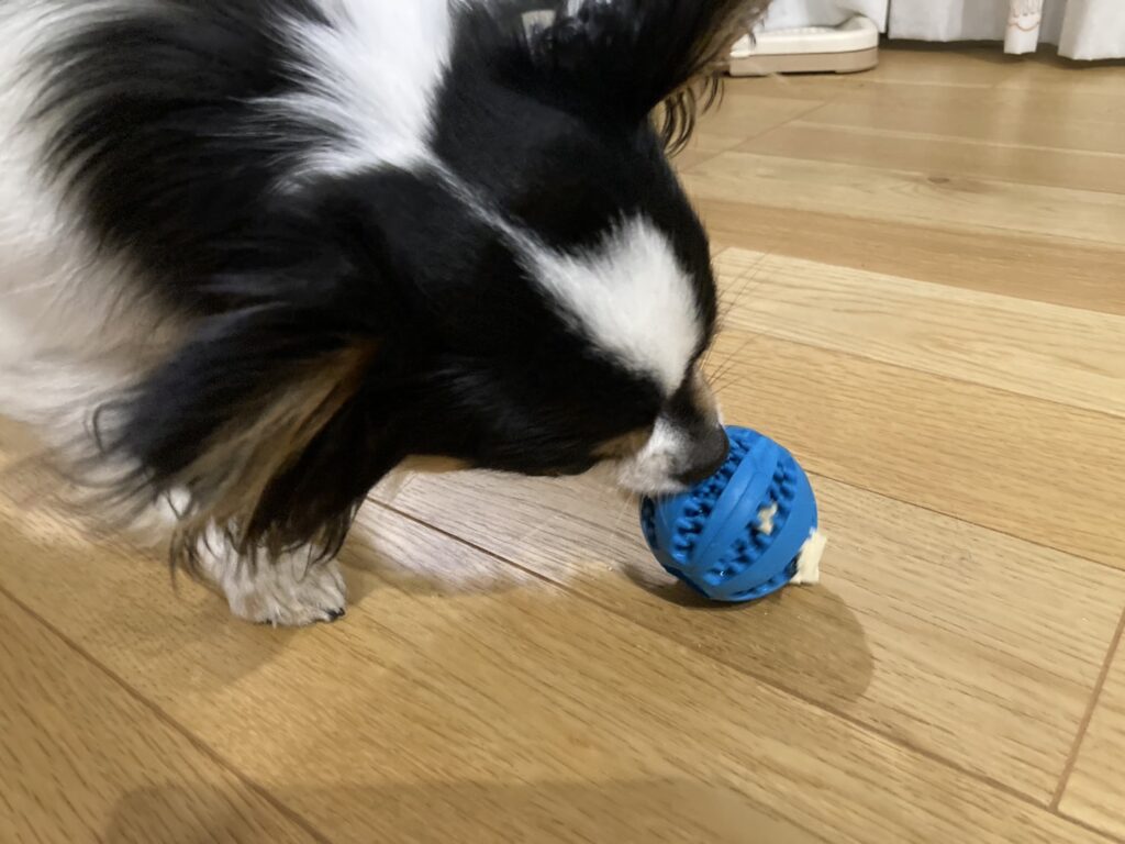 おもちゃで遊ぶパピチワ犬のおはぎ