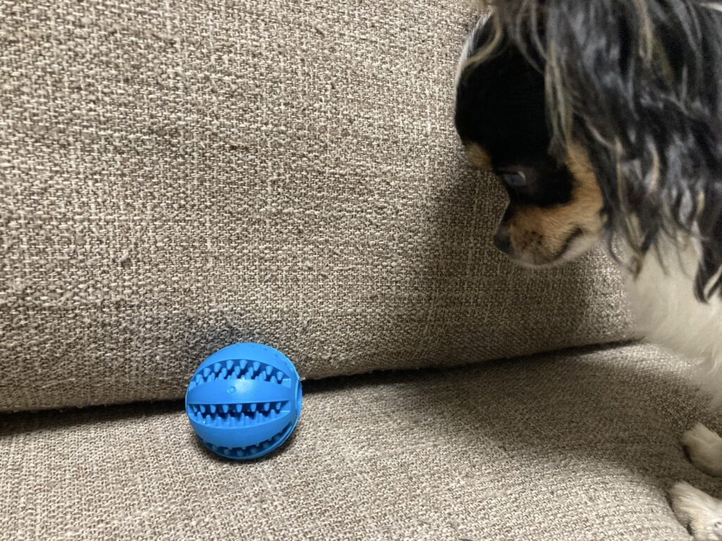 興味を持つパピチワ犬のおはぎ