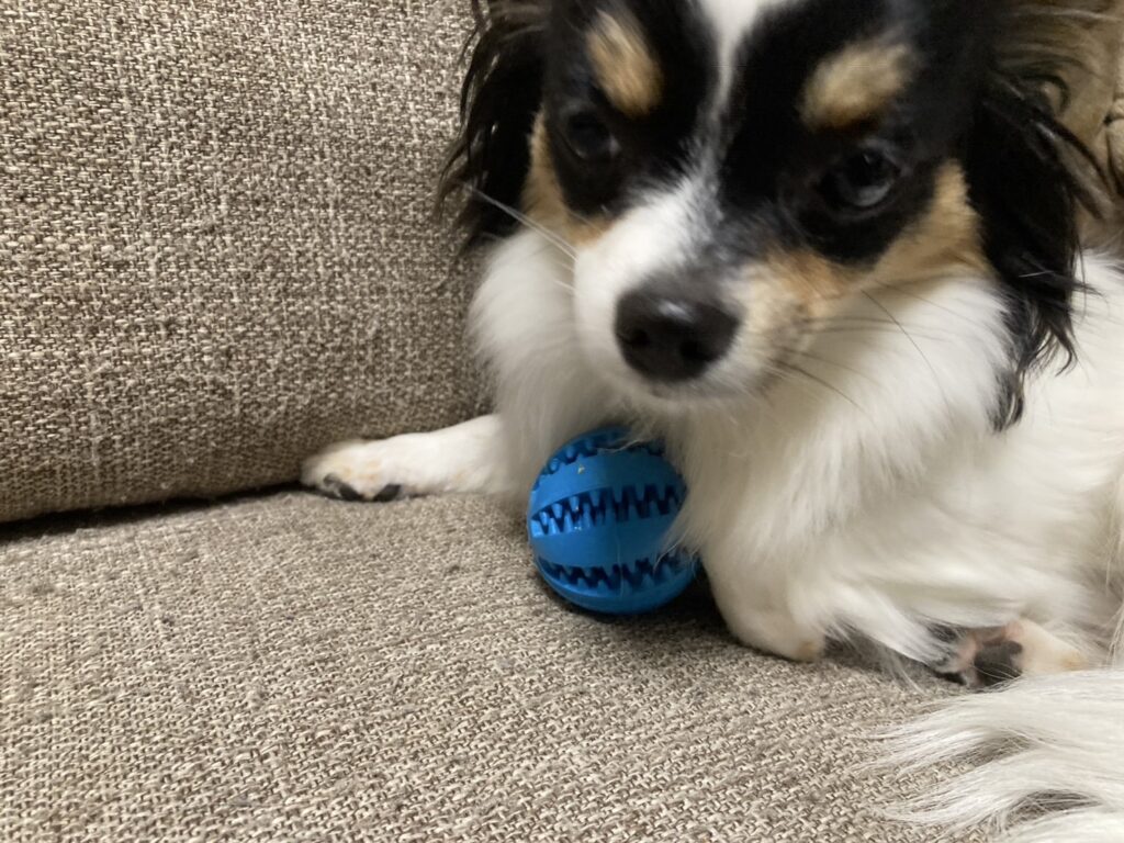 休憩するパピチワ犬のおはぎ