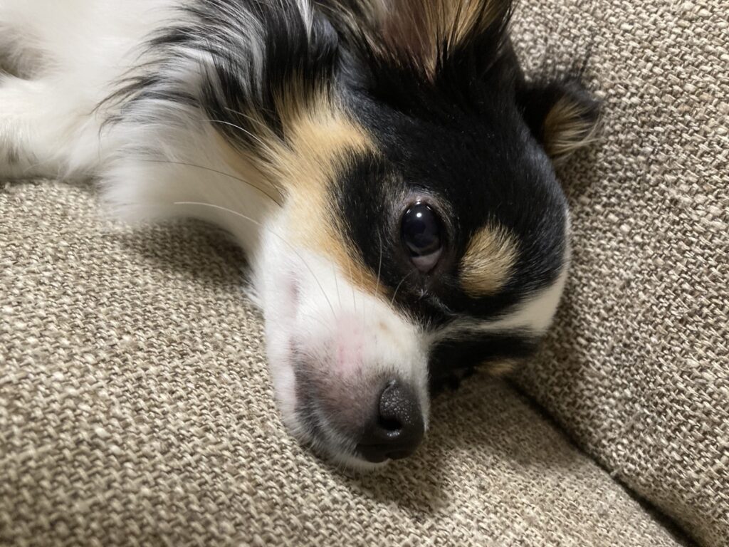 寝転ぶパピチワ犬のおはぎ