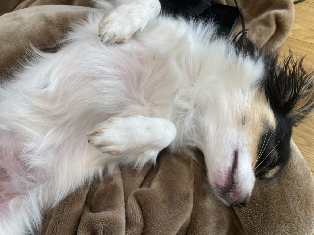 爆睡するパピチワ犬のおはぎ