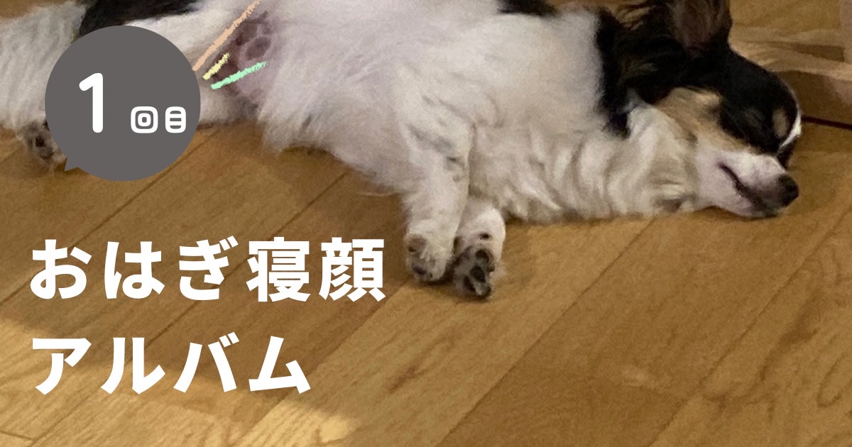 犬の寝顔