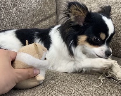 おもちゃで遊んでいるパピチワ犬のおはぎ