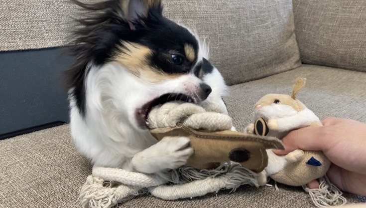 引っ張るパピチワ犬のおはぎ