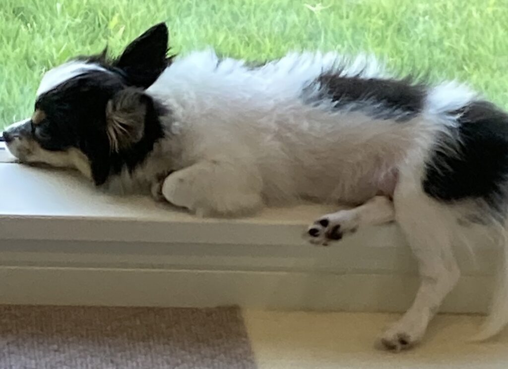 休むパピチワ犬のおはぎ