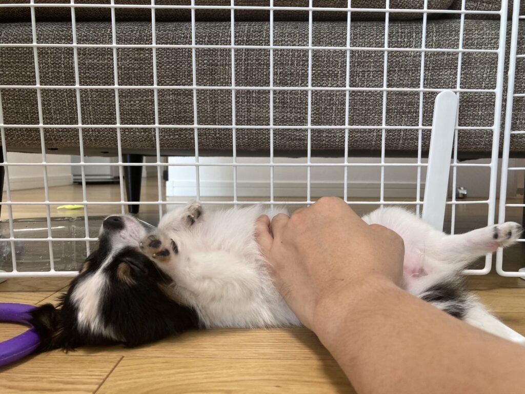 パピー時代のへそ天パピチワ犬のおはぎ