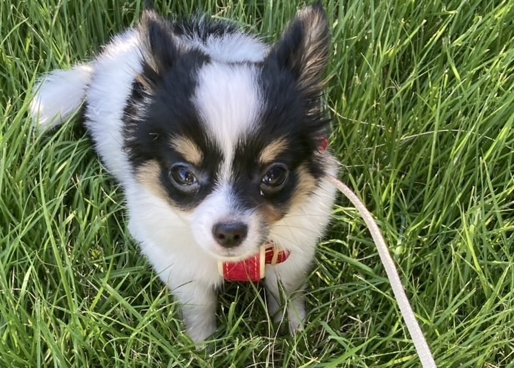 散歩するパピチワ犬のおはぎ
