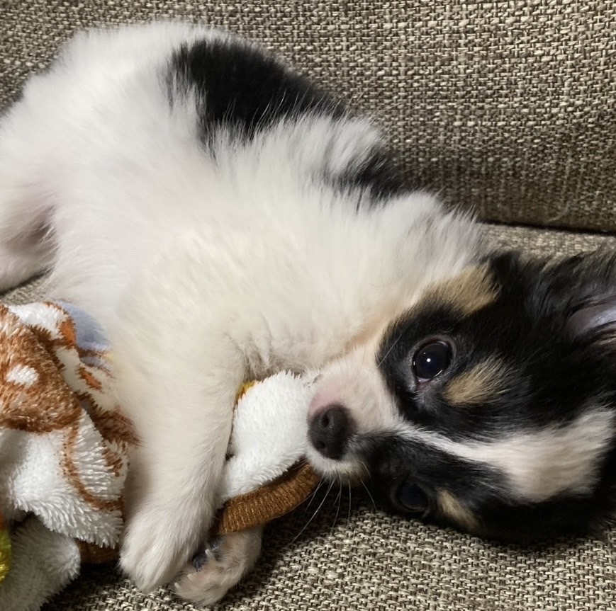 パピー時代のはむはむパピチワ犬のおはぎ