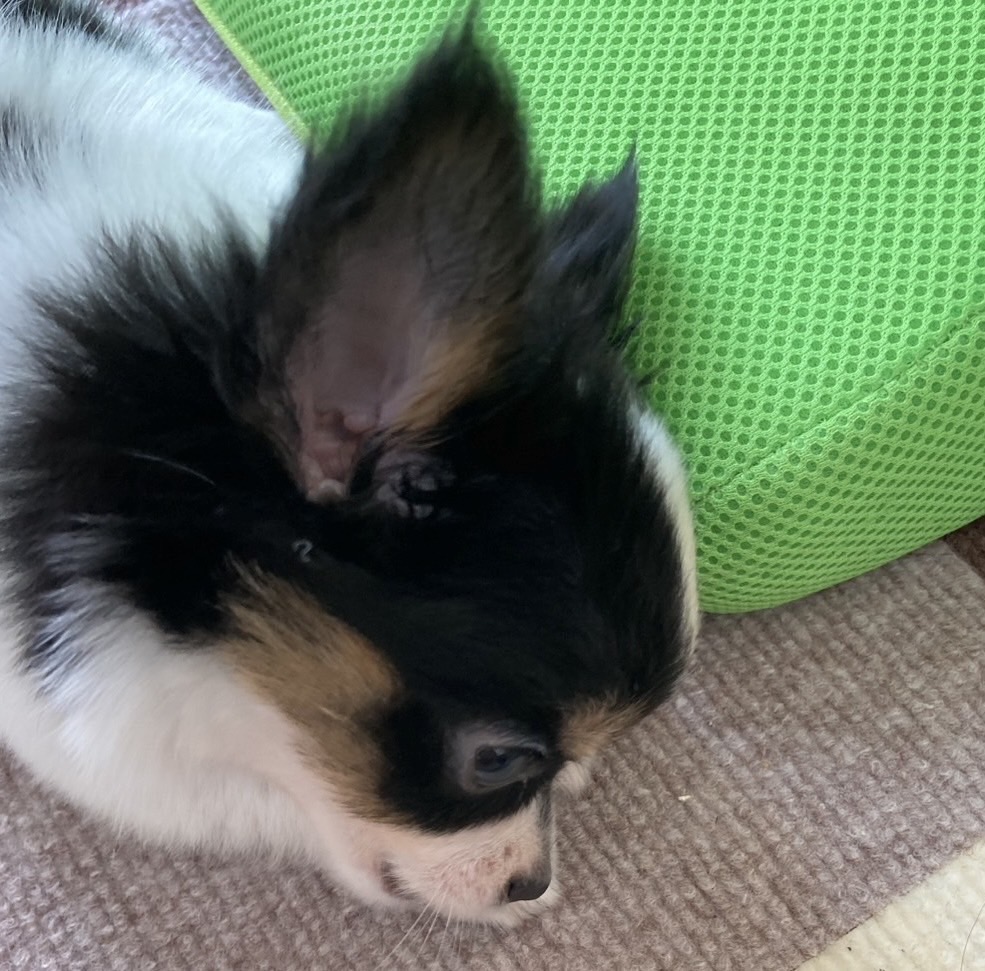 パピー時代のパピチワ犬のおはぎ