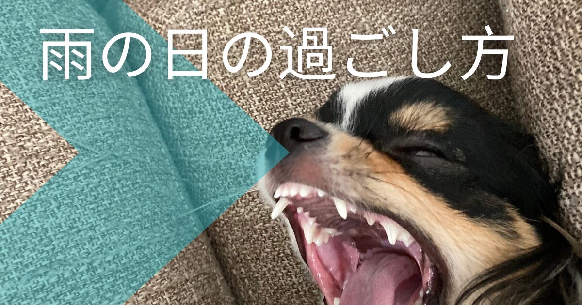雨の日のパピチワ犬のおはぎ