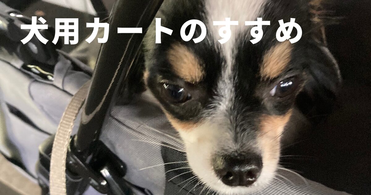 カートに乗るパピチワ犬のおはぎ