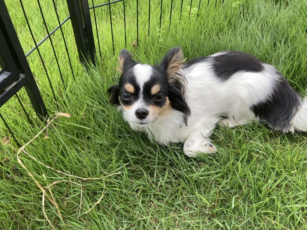 庭で遊ぶパピチワ犬のおはぎ