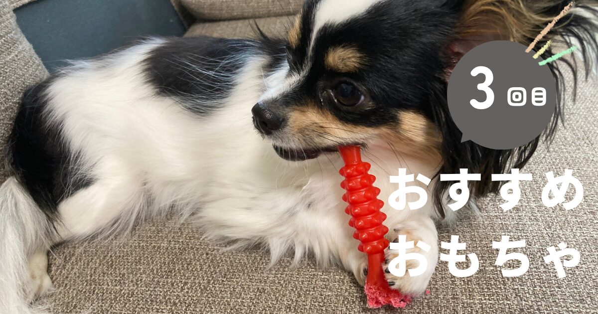 おもちゃで遊ぶパピチワ犬のおはぎ
