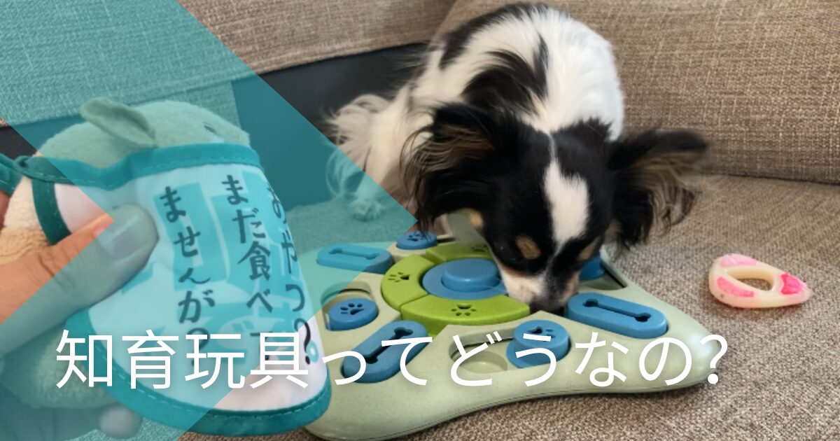 犬用知育玩具