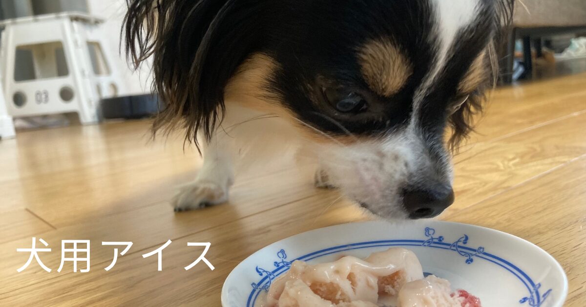 アイスを食べるパピチワ犬のおはぎ