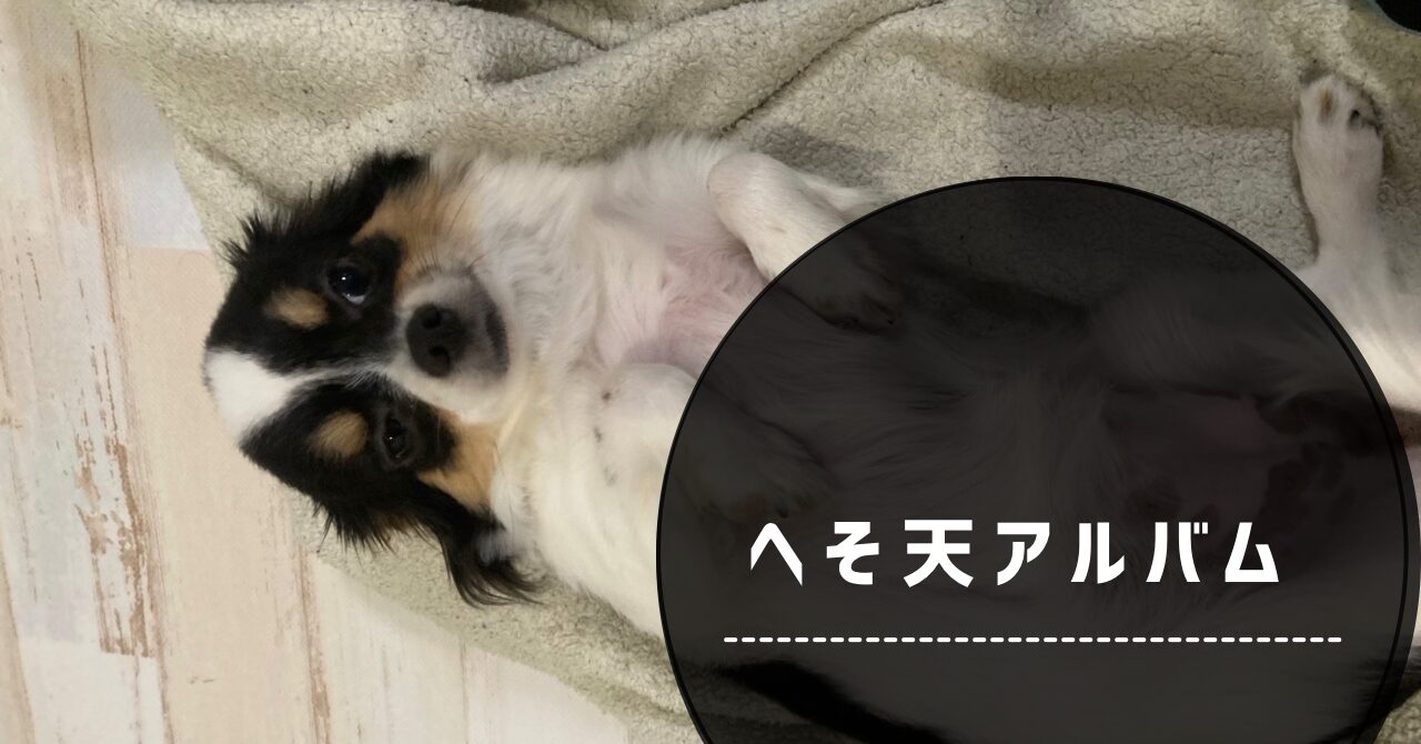 犬のへそ天