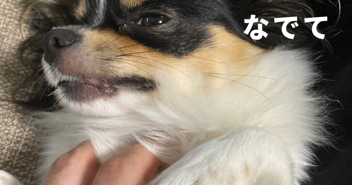なでて欲しいパピチワ犬のおはぎ