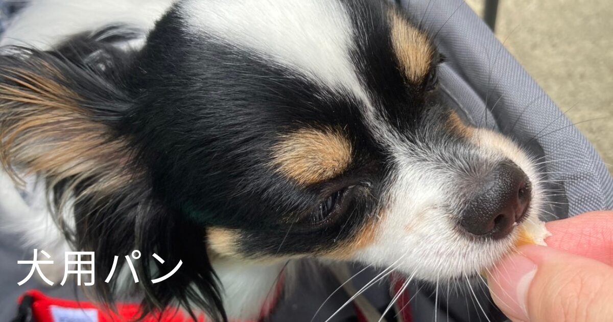 パンを食べるパピチワ犬のおはぎ