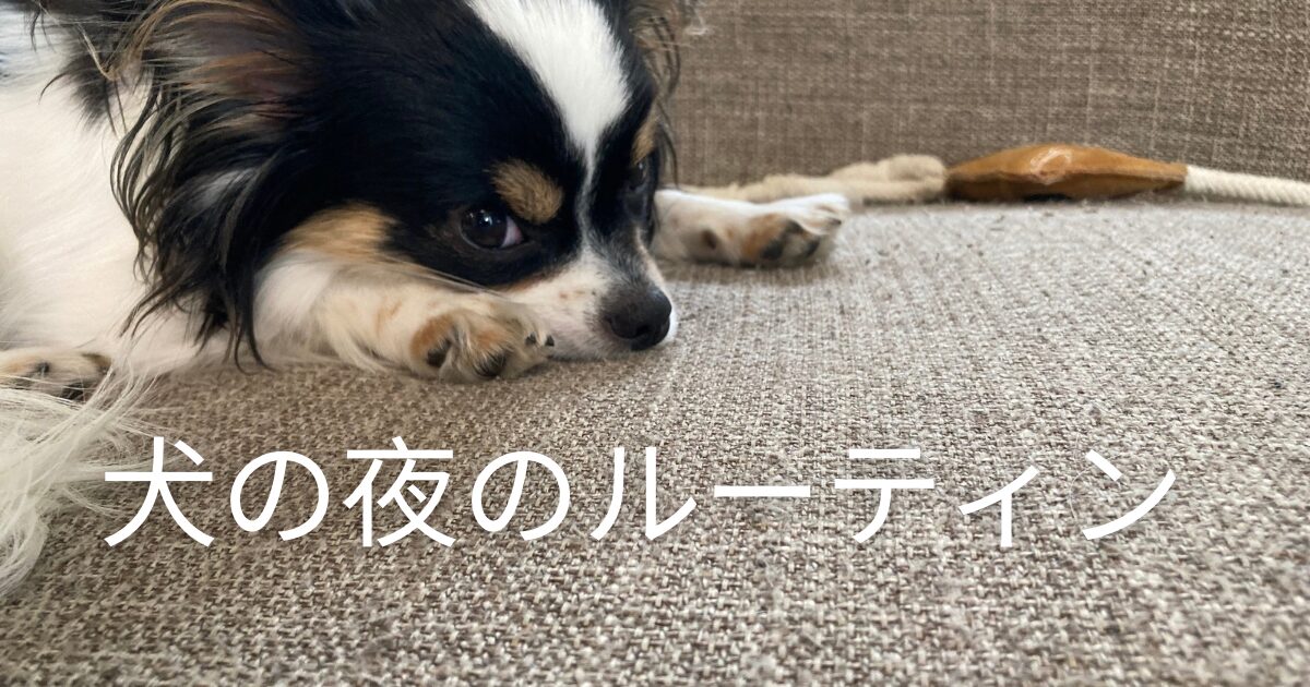 パピチワ犬のおはぎの夜のルーティン