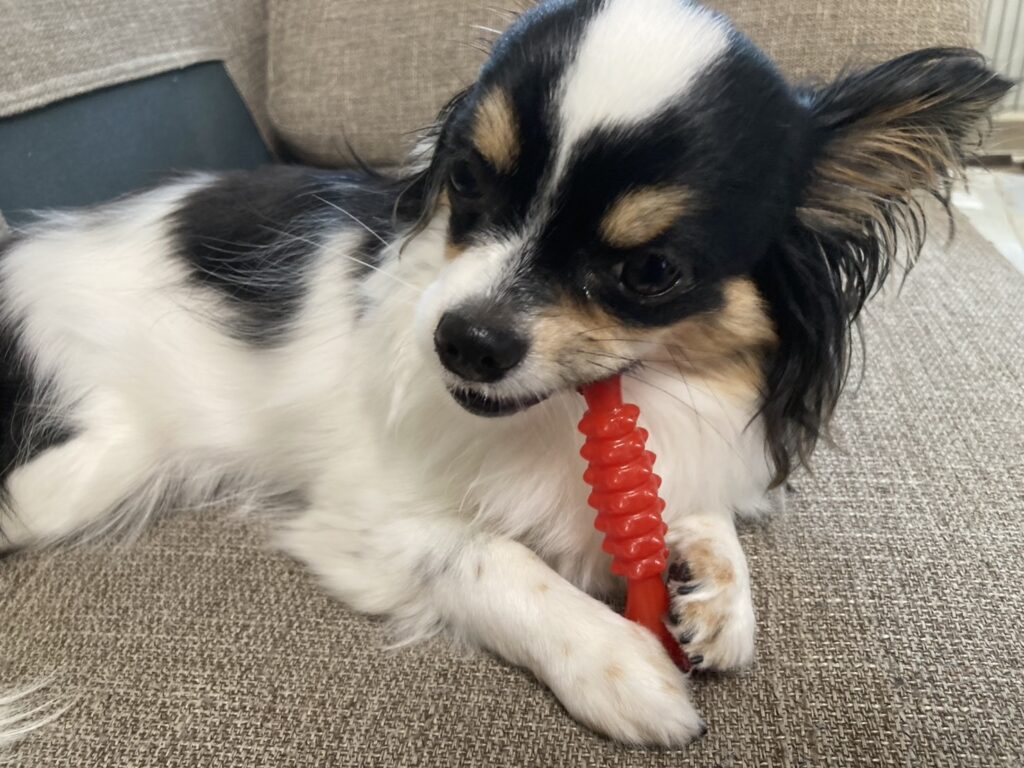 かむかむするパピチワ犬のおはぎ