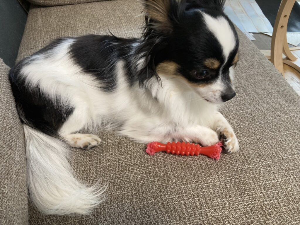 リラックス中のパピチワ犬のおはぎ