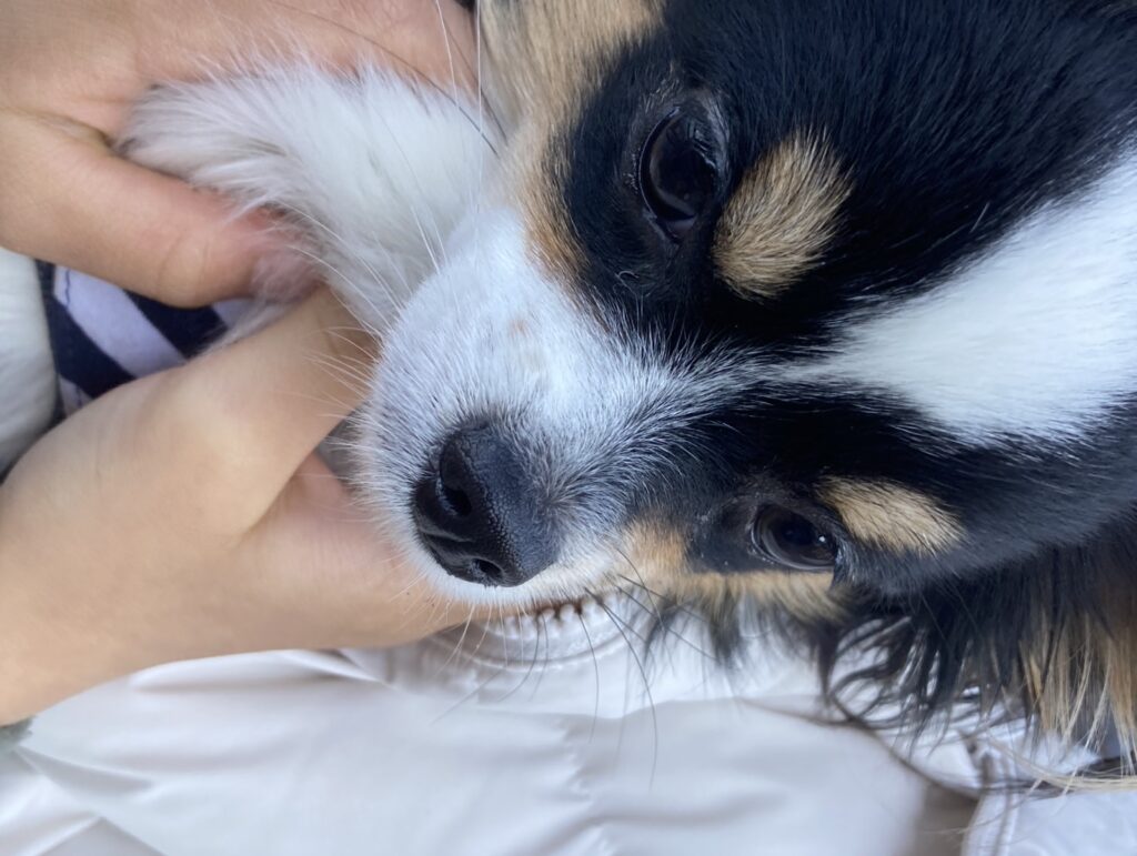 パピチワ犬のおはぎがなでて欲しいところ