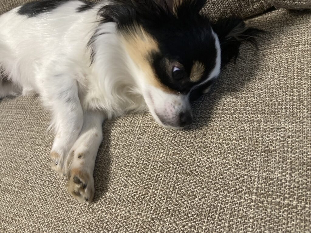 ソファで眠るパピチワ犬のおはぎ