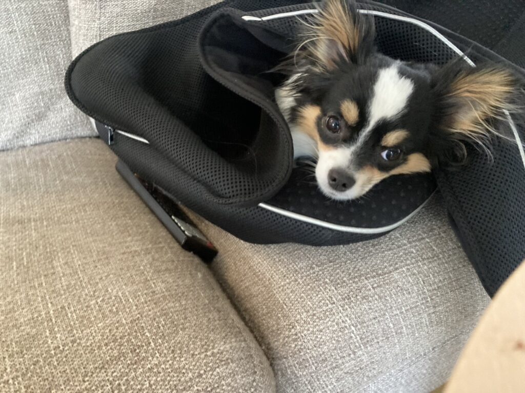 ソファーで寝るパピチワ犬のおはぎ
