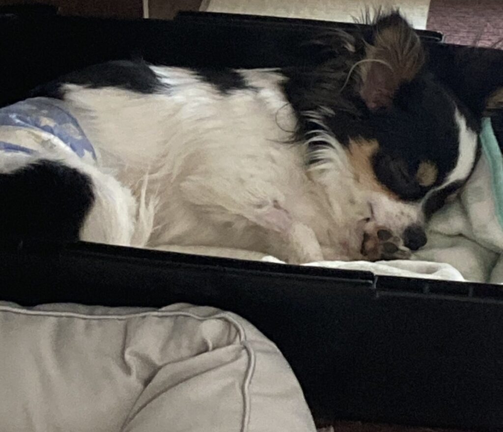 クレートが好きなパピチワ犬のおはぎ