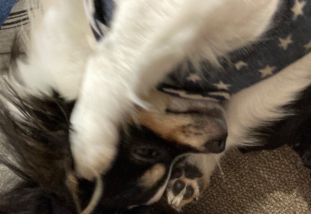 悩むパピチワ犬のおはぎ