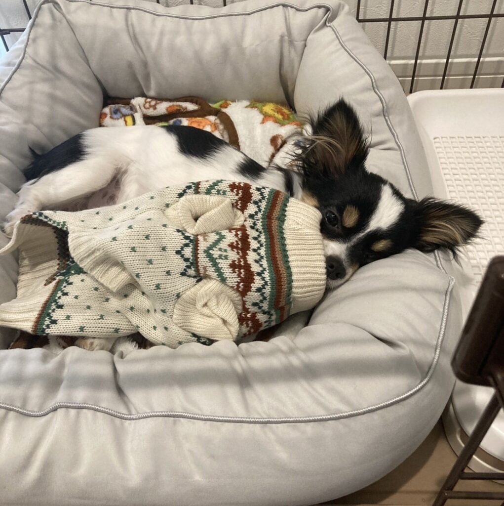 ベッドで眠るパピチワ犬のおはぎ