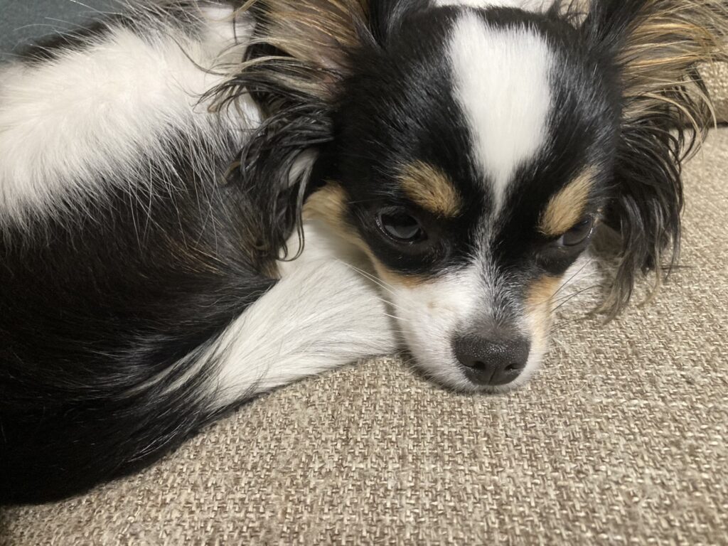 リラックスするパピチワ犬のおはぎ