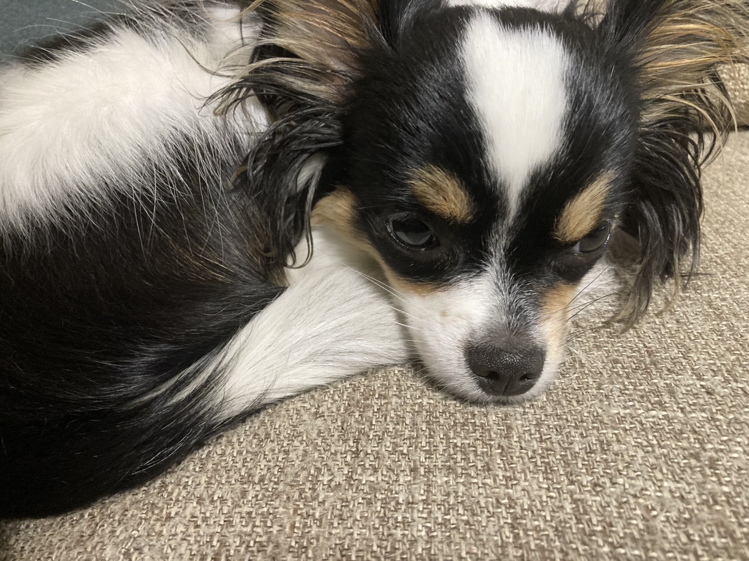 プロフィールのパピチワ犬のおはぎ