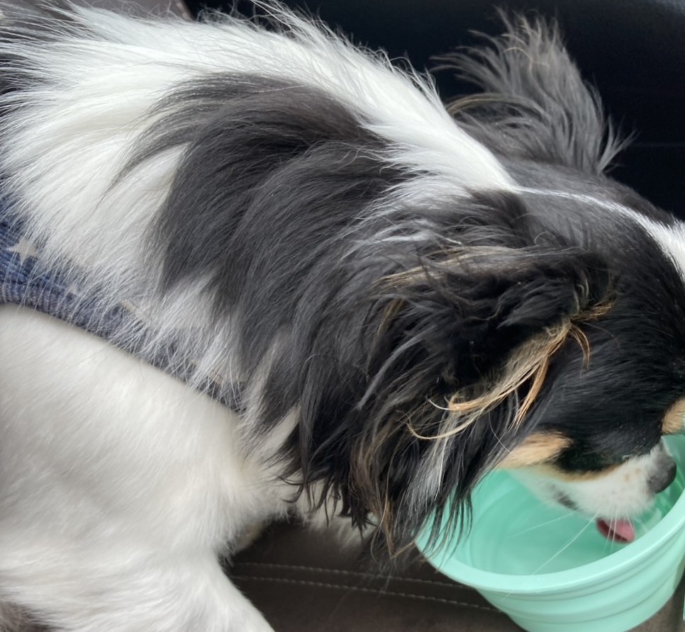 水を飲むパピチワ犬のおはぎ