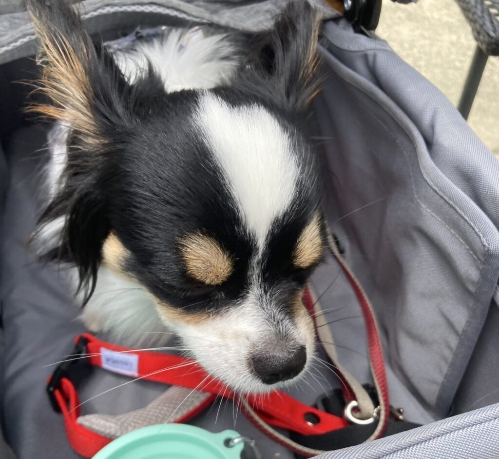 カートでくつろぐパピチワ犬のおはぎ