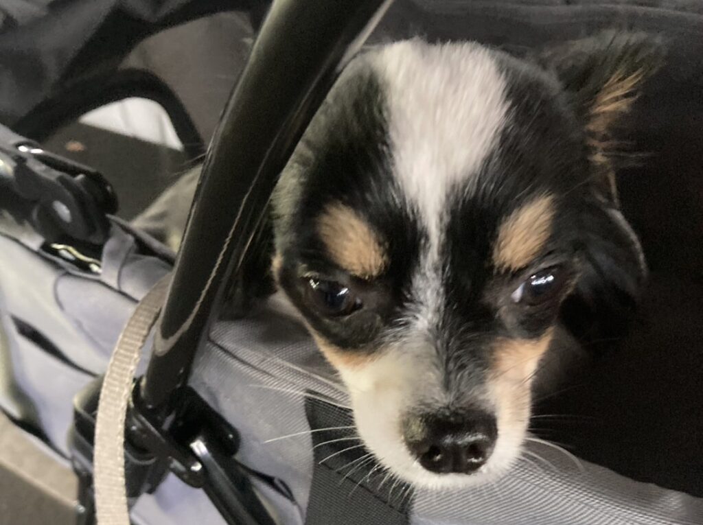 カートで休むパピチワ犬のおはぎ