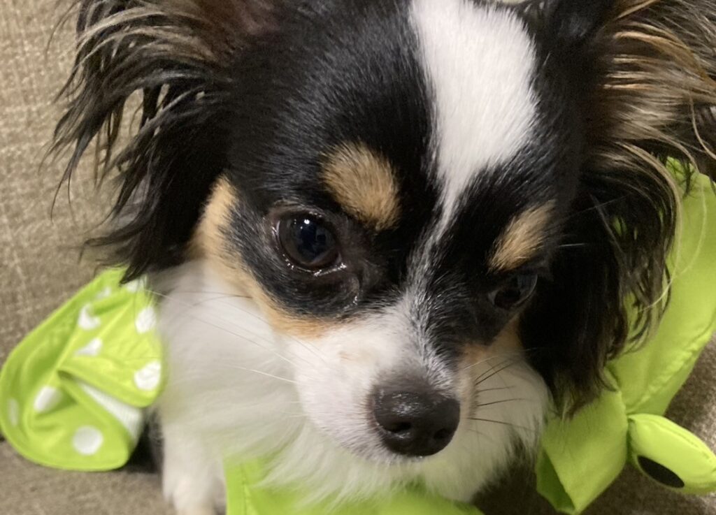 リラックスタイム中のパピチワ犬のおはぎ