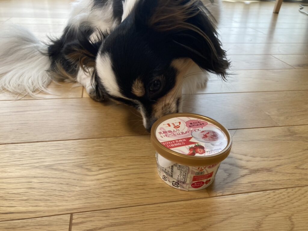 アイスが気になるパピチワ犬のおはぎ