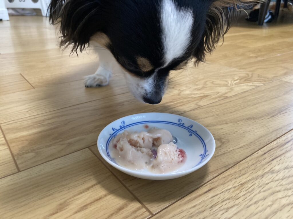 アイスを食べようとするパピチワ犬のおはぎ