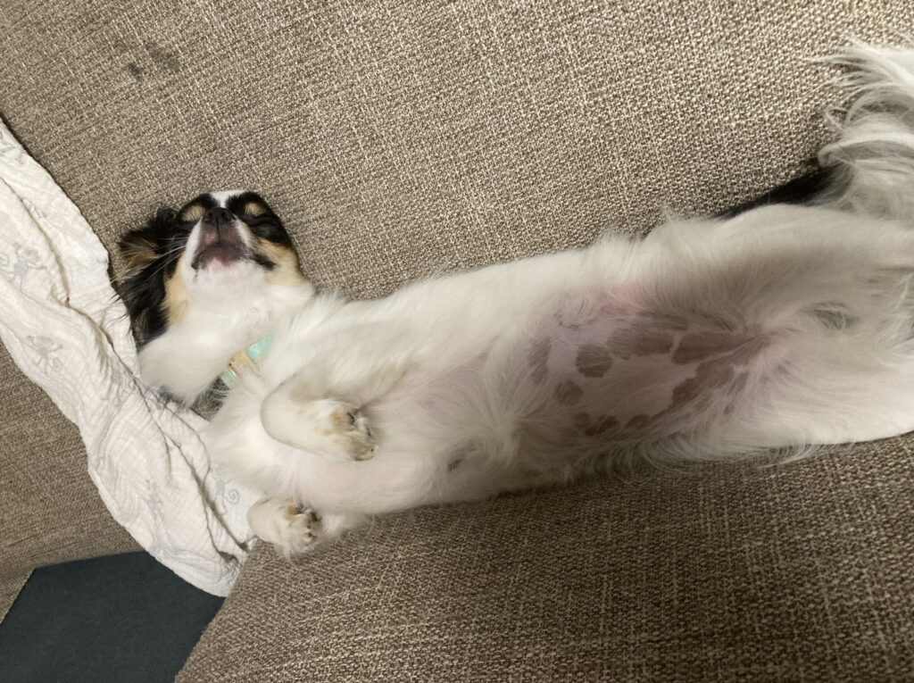 ソファーでへそ天パピチワ犬のおはぎ