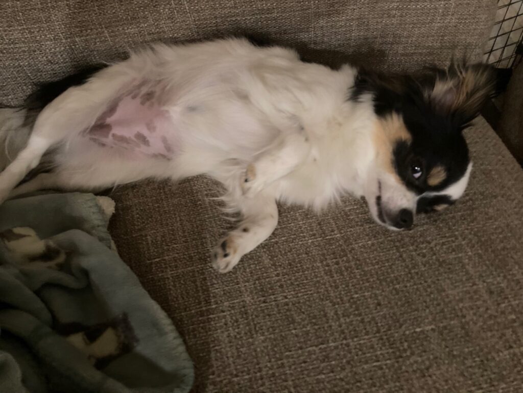 ソファーで休むパピチワ犬のおはぎ