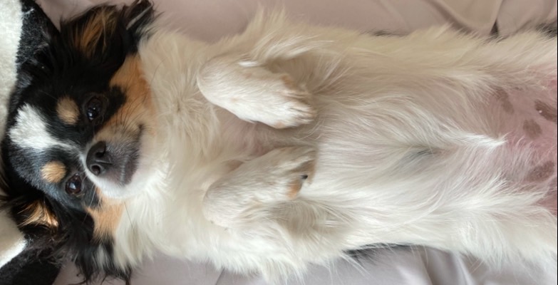 膝上でへそ天パピチワ犬のおはぎ