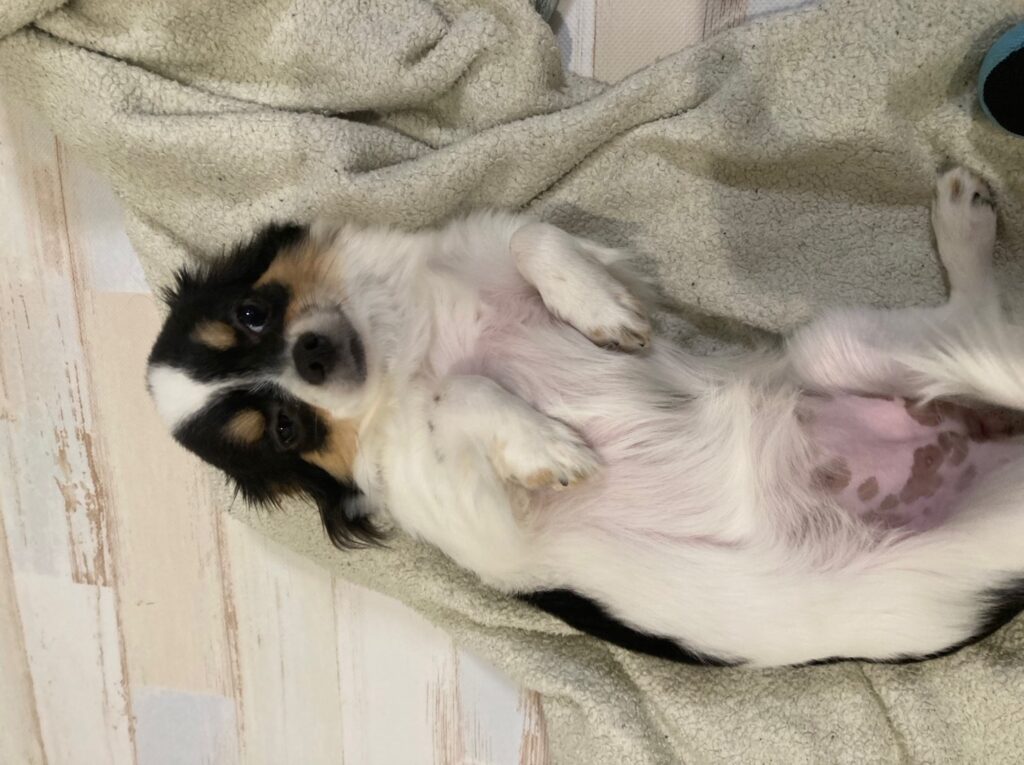 朝のへそ天パピチワ犬のおはぎ